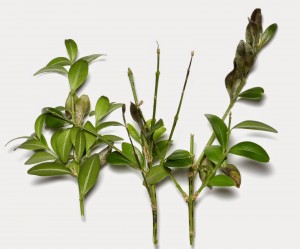 Leaf spots and deaf drop caused by boxwood blight