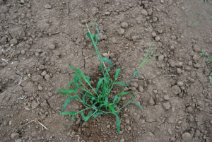 Photo of Crabgrass. Photo Credit: Oregon State University, Ed Peachey.