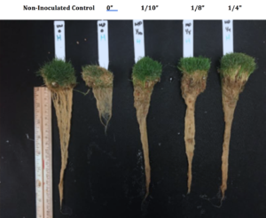 Cover photo for Post-Application Irrigation: Critical for Root Disease Control