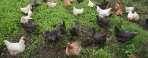 Cover photo for Small Scale Poultry Seminar