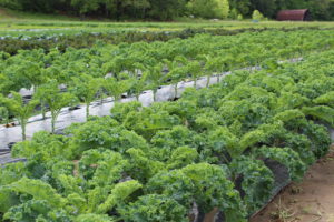 Cover photo for FSMA Produce Safety Rule for Small Farms Seminar Dinner