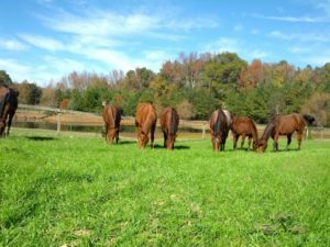 Horses grazing in pasture under blue sky