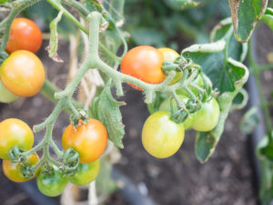 Small tomatoes on vine