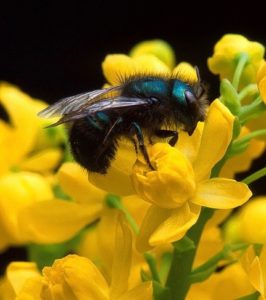 Cover photo for Help Native Pollinators With a Bug Hotel