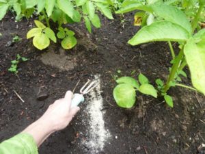 Side dressing a potato plant with 1 tablespoon of high nitrogen fertilizer.