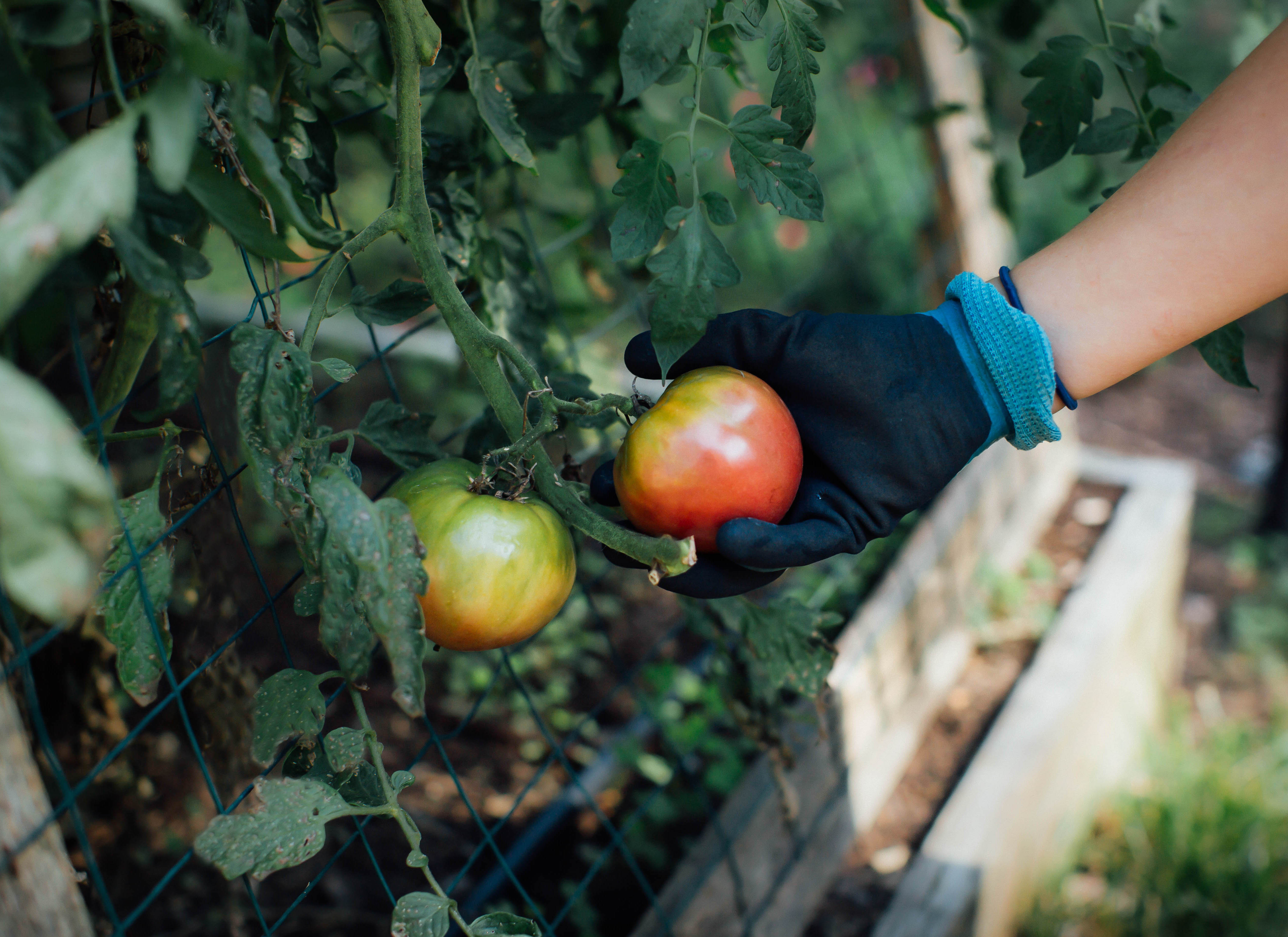 hand picking tomato. Image Credit: Laurel Babcock