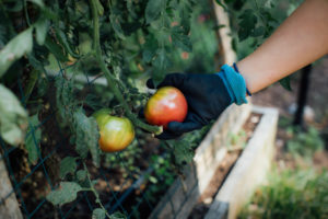 hand picking tomato. Image Credit: Laurel Babcock