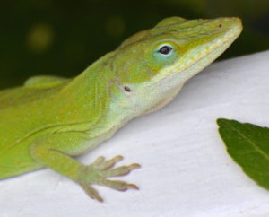 Close up of the watchful eye of a Green anole (Anolis carolinensis). Photo taken by Wendy Diaz April 3, 2020