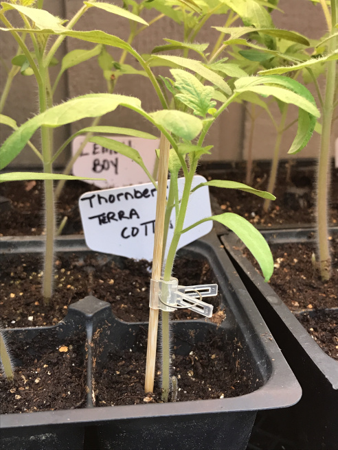 Young grafted tomato. Photo credit: Marty Fisher, Extension Master Gardener Volunteer of Durham County.