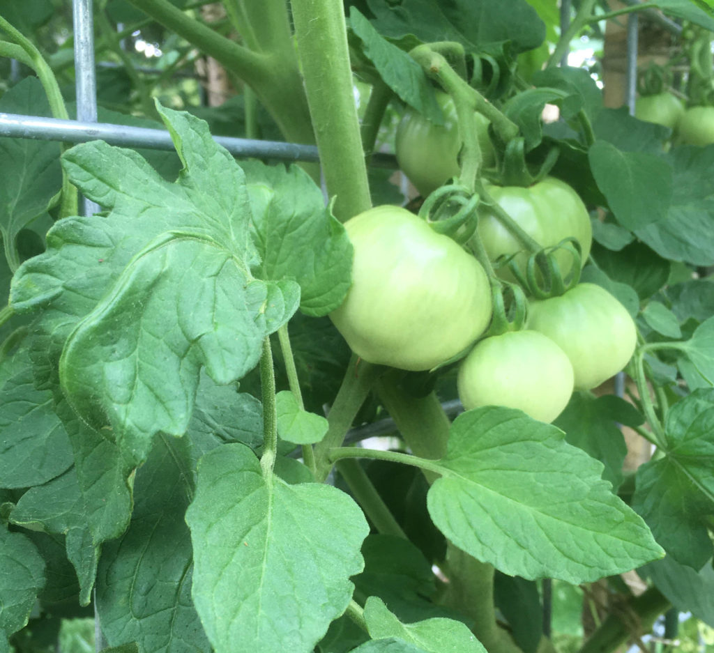 Pruning for Healthier, More Productive Tomatoes | N.C. Cooperative Extension