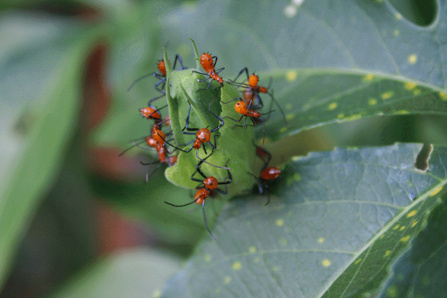 Leaf-footed bug nymphs tend to cluster. Photo: Texas Master Gardeners, Galveston County