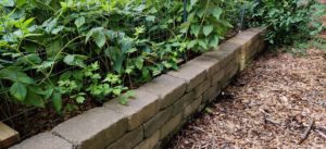 Block wall/raised bed with strawberries