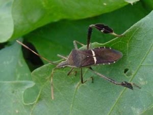 Leaf footed bug adult Photo: Debbie Roos, NC Cooperative Extension, Chatham County Center