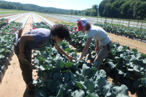 two people harvesting broccoli