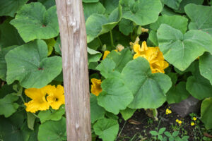 Butternut squash in flower