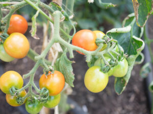 small tomatoes growing on vine