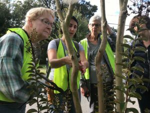 Cover photo for Become a Tree Keeper