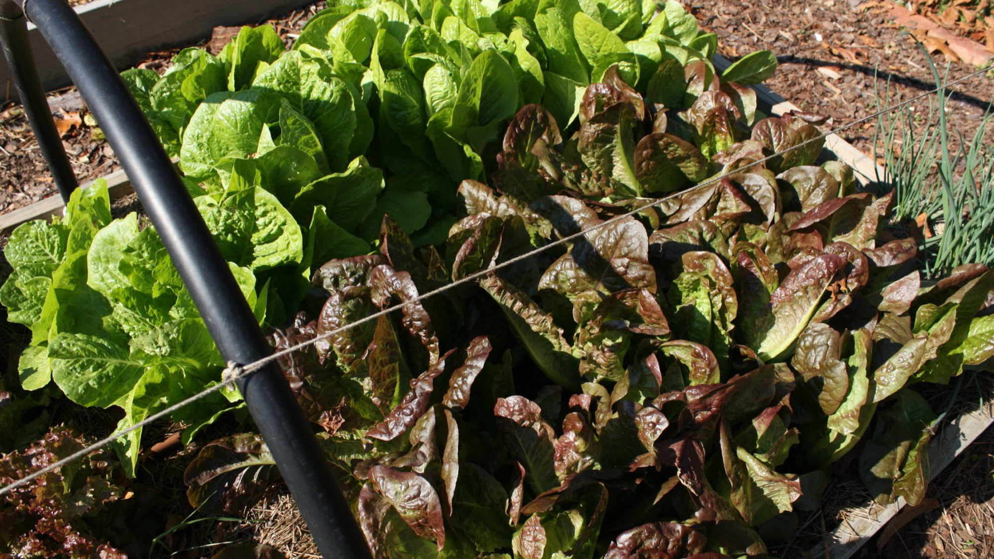 A patch of lettuce in a raised bed.