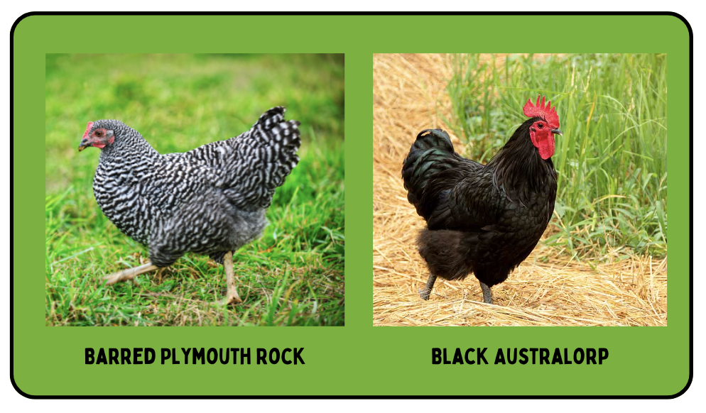 Barred Plymouth Rock and Black Australorp chickens.