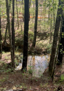 Cover photo for Water Law and Timber: Register for Webinar on Drainage and Wetlands Update May 25