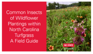 Cover photo for New Turfgrass Landscape Insect Field Guide