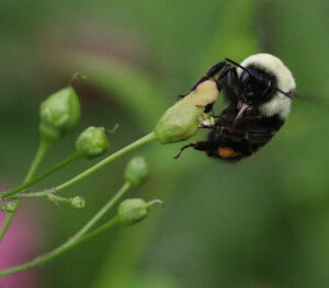 Bumble bee foraging on late figwort. Photo by Debbie Roos.