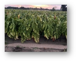 Cover photo for 2024 Tobacco Variety Webinar