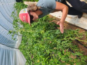 tomatoes growing in a high tunnel with a woman pointing to them