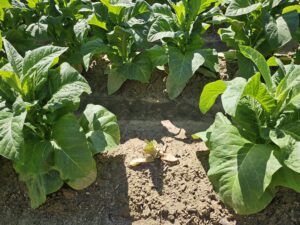 Cover photo for Tool Restored: Thrips Flight and TSWV Risk Assessment Report - May 7, 2025