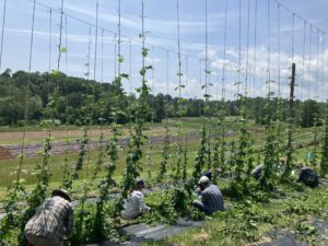 Group of people sitting on the ground pruning and training hops on a research station.