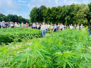 Cover photo for Join Us for the 2025 NC State Hemp Grain and Fiber Field Day on August 19th!
