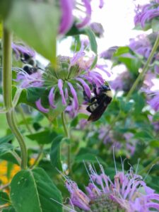 Cover photo for Join Us for the Great Southeast Pollinator Census (8/23)