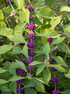 Cover photo for Fall Native Plant Sale (9/25)