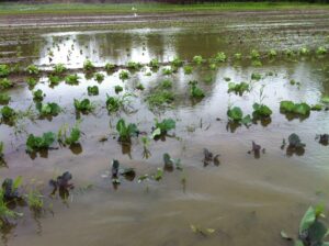 Cover photo for Disaster Risk Management Training for Farmers